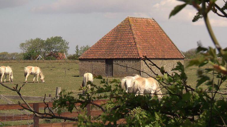 Schapenboeten