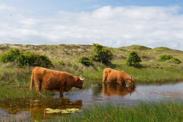 Schotse Hooglanders drinken water