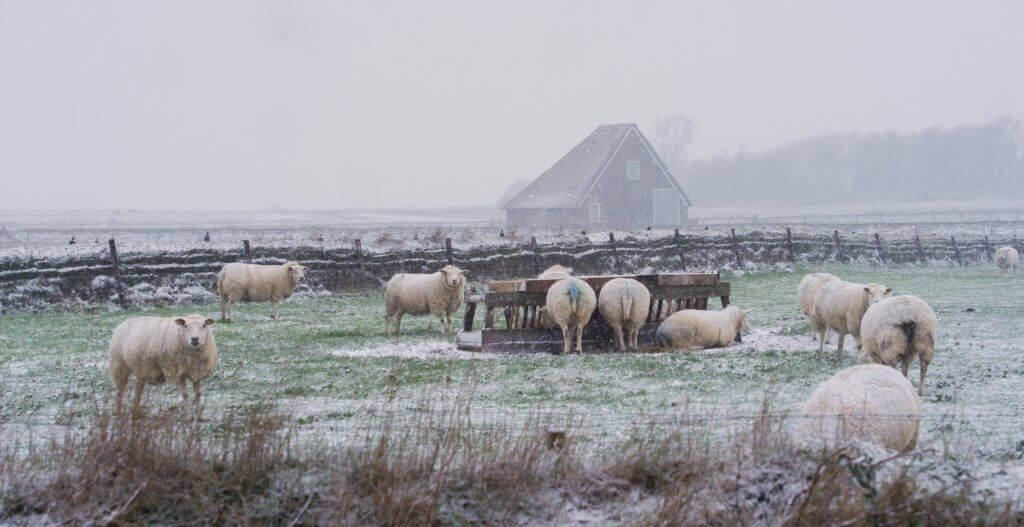 Schapen op Texel - Texel informatie