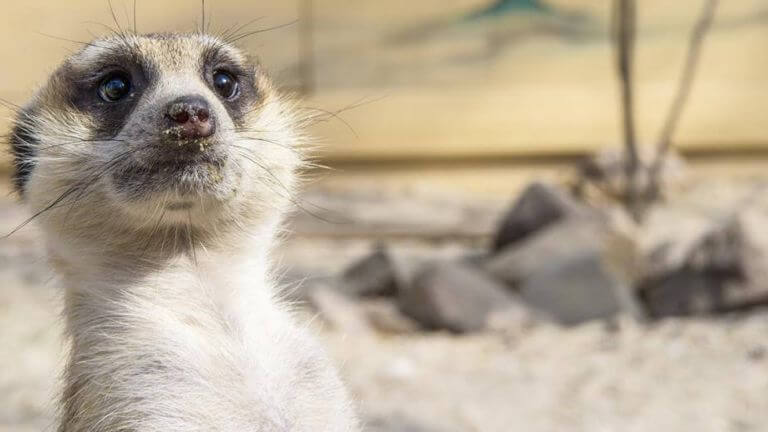 stokstaartjes - Texel Zoo