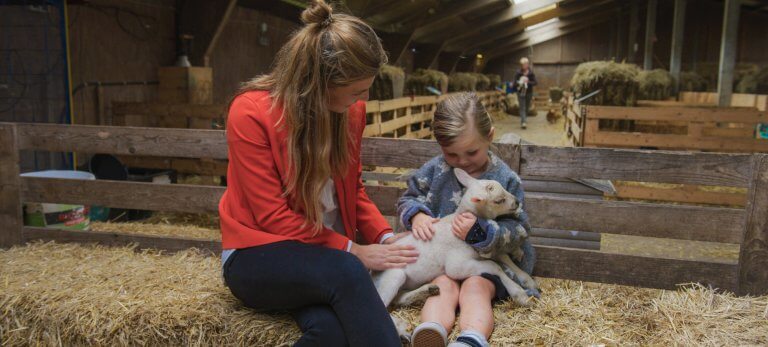 lammetjes knuffelen bij Schapenboerderij Texel