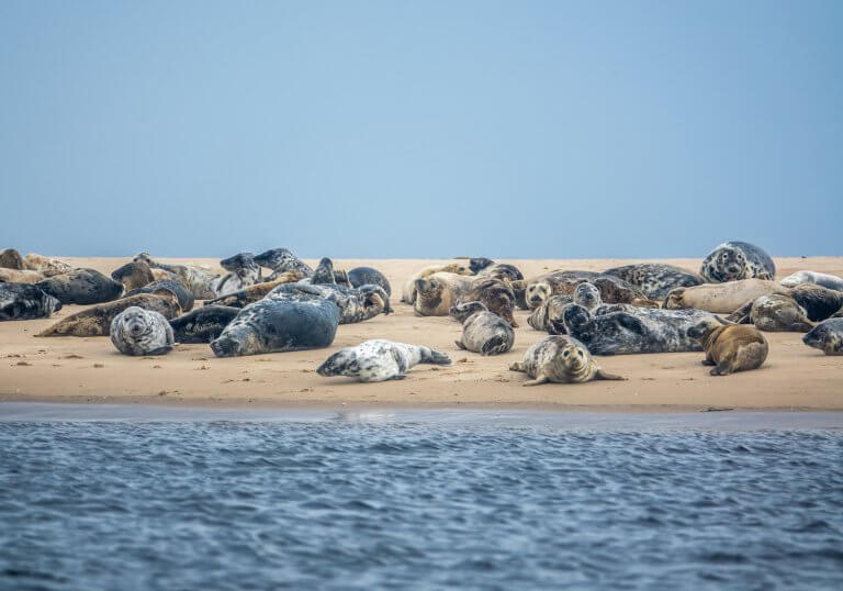 Rustende zeehonden op een zandplaat in de Noordzee