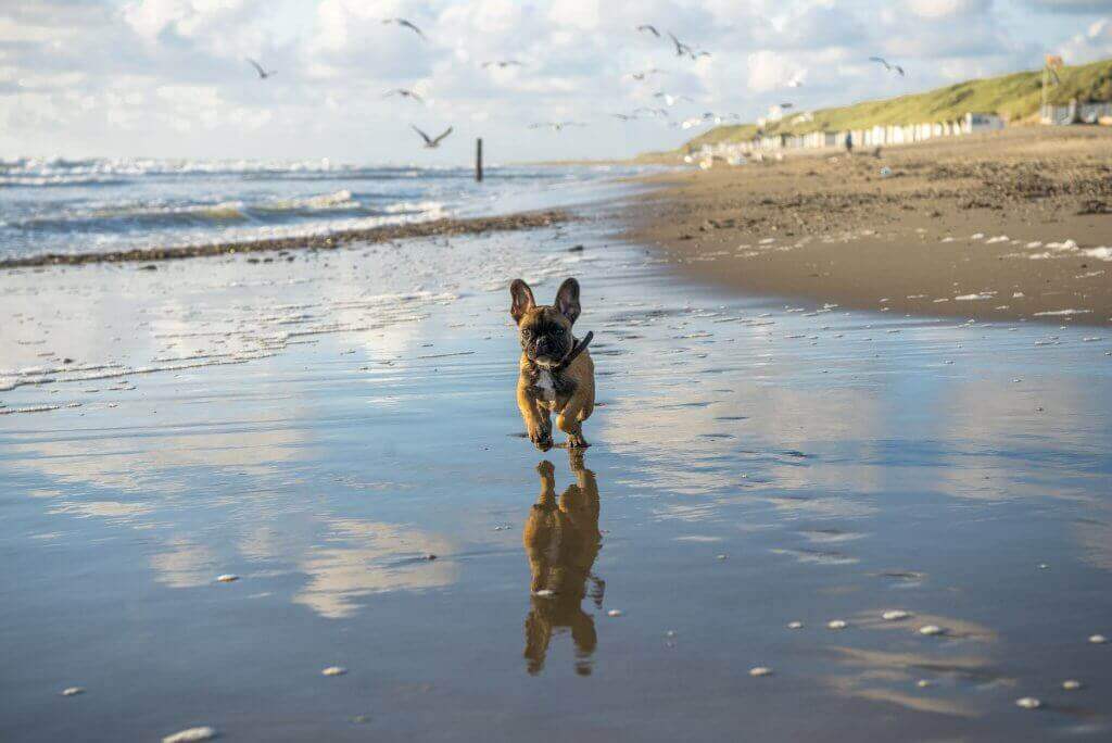 Lekker rondrennen op het strand