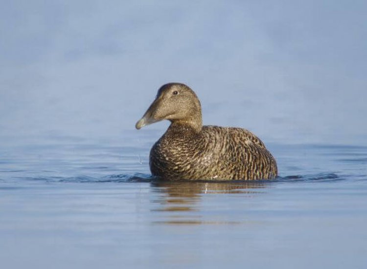 Vogels kijken bij Ottersaat