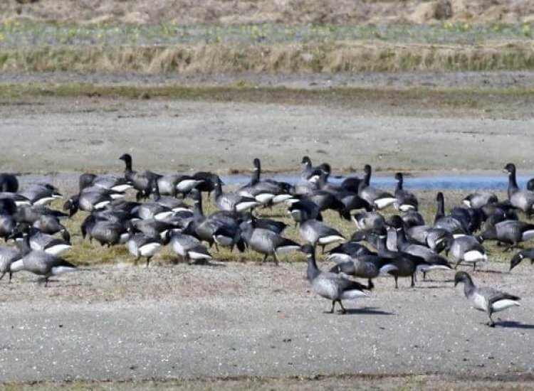 Vogels in natuurgebied Utopia