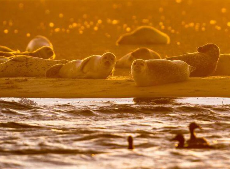 Waddenzee