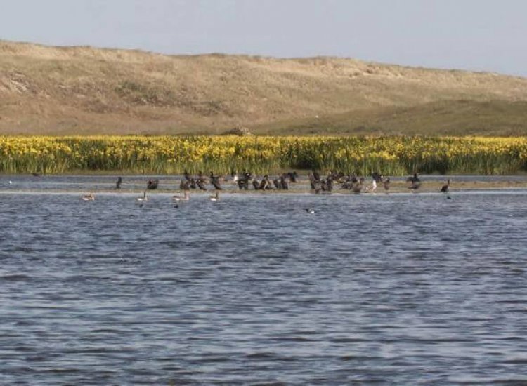 Het Grote Vlak is een natuurgebied met afwisselende flora en fauna