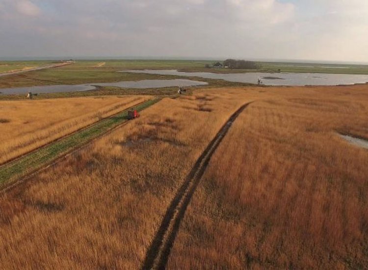 Natuurgebied Dijkmanshuizen nabij Oudeschild