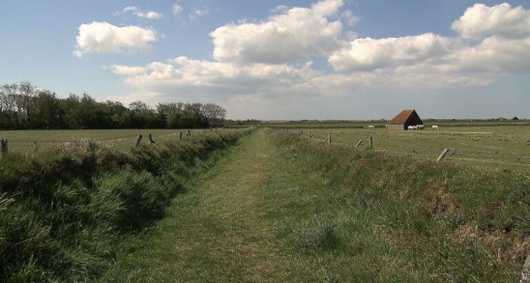 Tuunwallen horen bij het Texelse landschap