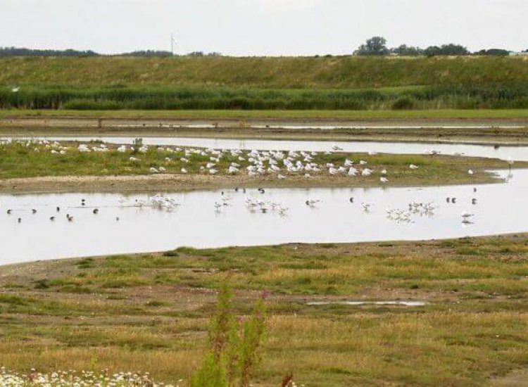 Natuurgebied Utopia is een rustplaats voor vele soorten vogels