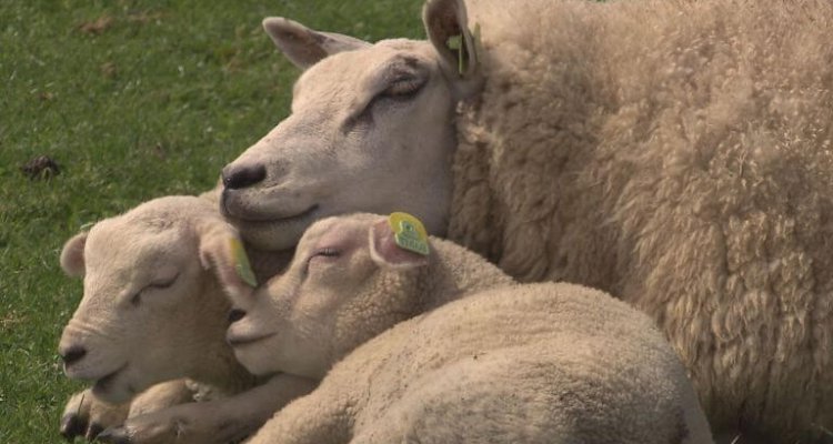 Een Texels schaap met haar lammetjes