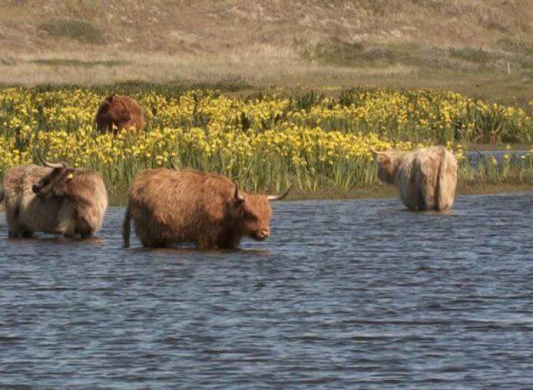 In natuurgebied Het Grote Vlak vindt u Schotse Hooglanders