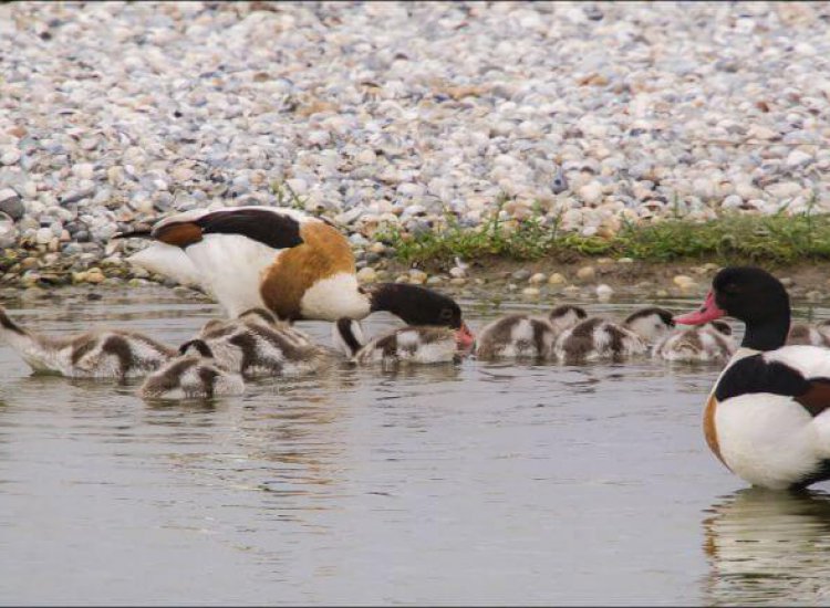 Ottersaat - gans met kuikens