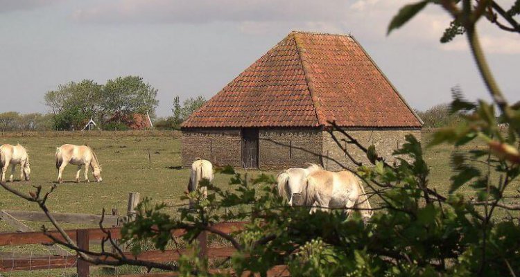 Schapenboeten