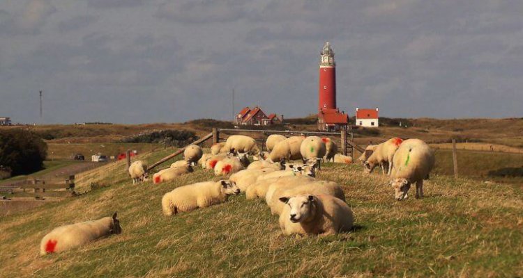 De vuurtoren in het Texelse landschap