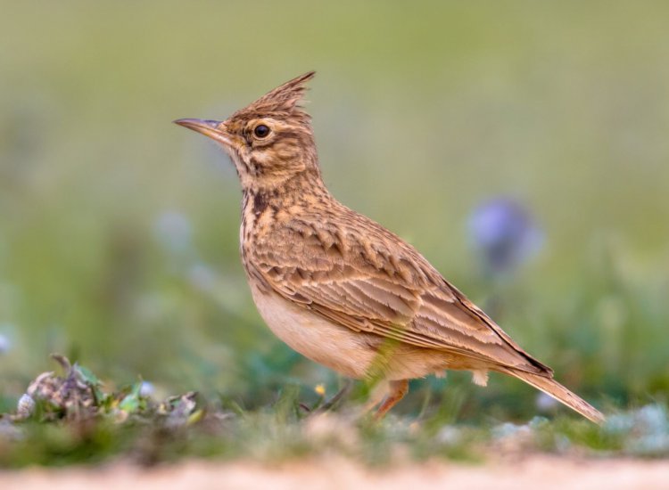 Crested lark (Galerida cristata) foraging on the ground side view in the Spanish Pyrenees, Vilagrassa, Catalonia, Spain. April.