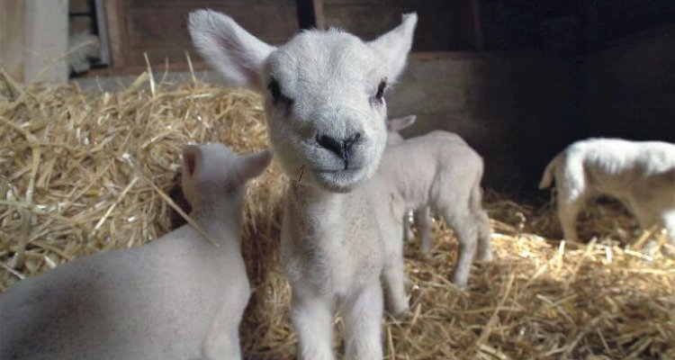 Lammetjes op Texel