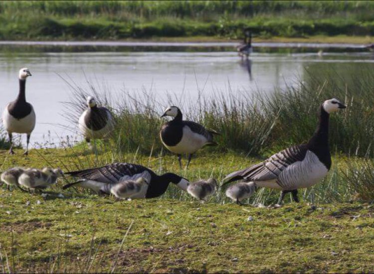 Ottersaat is een broedgebied voor veel vogels