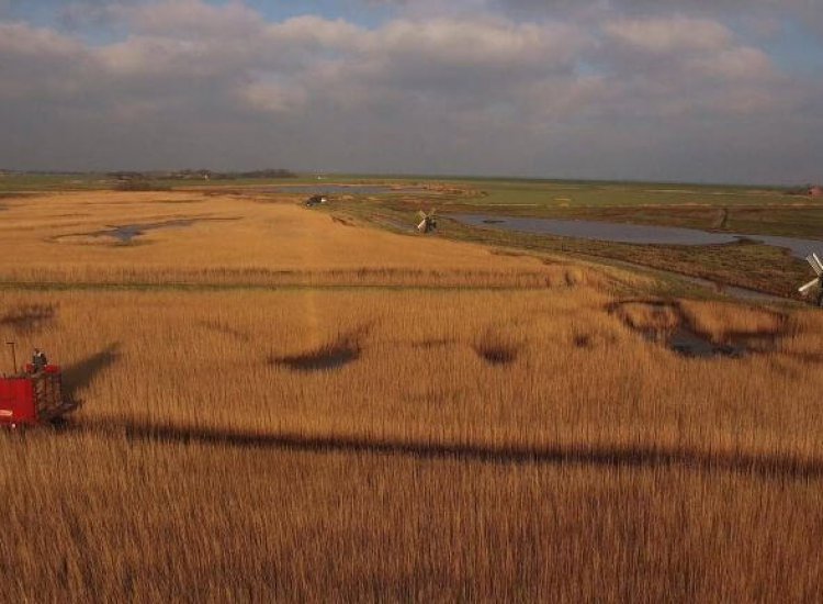 Het oogsten van riet in natuurgebied Dijkmanshuizen