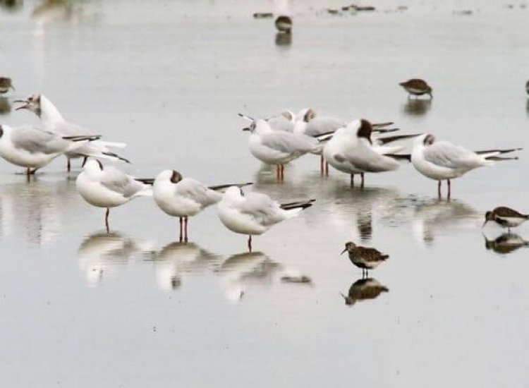 Vogels in natuurgebied Utopia