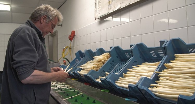 Bert Keijser asperges sorteren