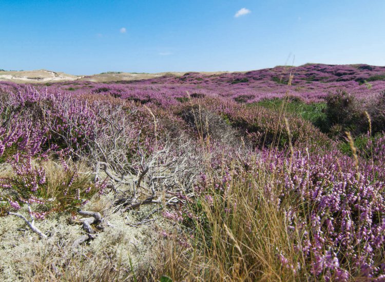 bleekersvallei-texel