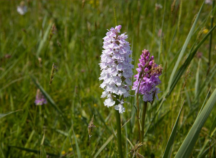 Bloem Texel