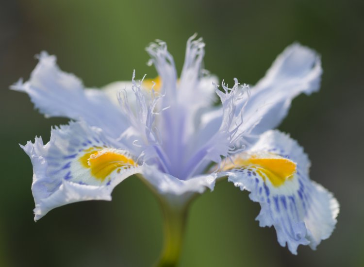 Close up of yellow and blue iris flowers under the sun