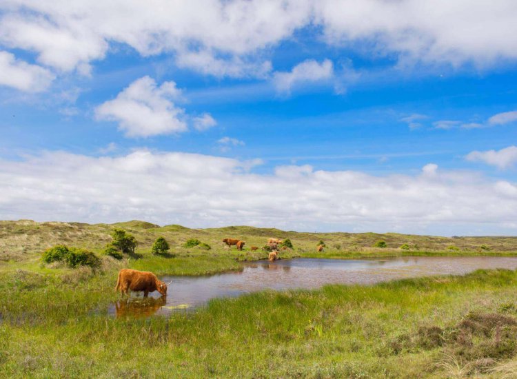 Natuurgebied De Bollekamer op Texel