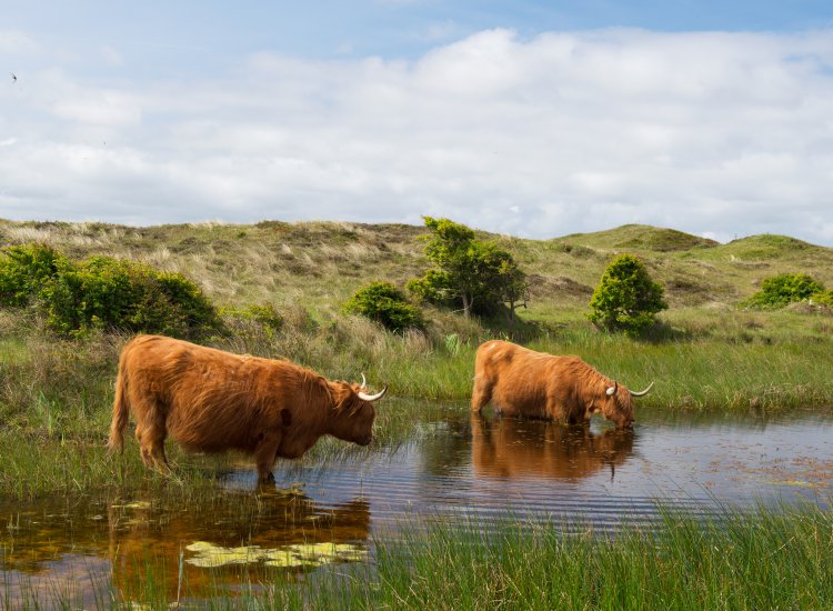 Highland cattle drinking water in Dutch dunes at wadden island Texel