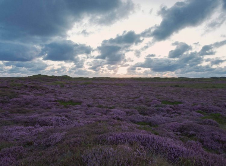 Heide staat in bloei