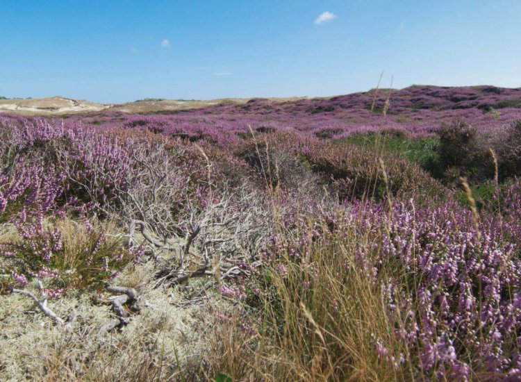 Bloeiende heide in natuurgebied De Bollekamer