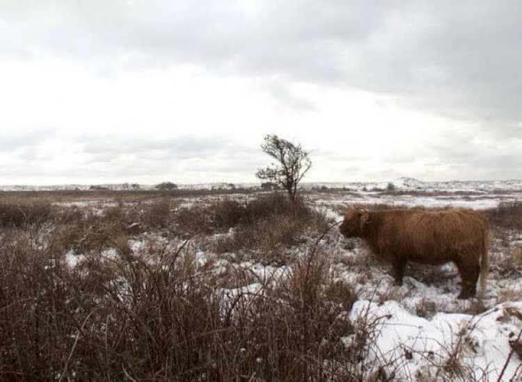 Winters beeld met een Schotse Hooglander nabij Het Grote Vlak