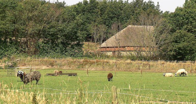 Schapen, schapenboet en tuunwal