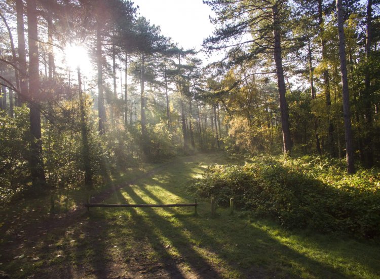 Zie de zon schijnt door de bomen