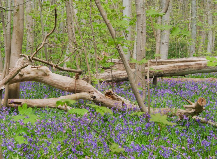 Het Texelse bos