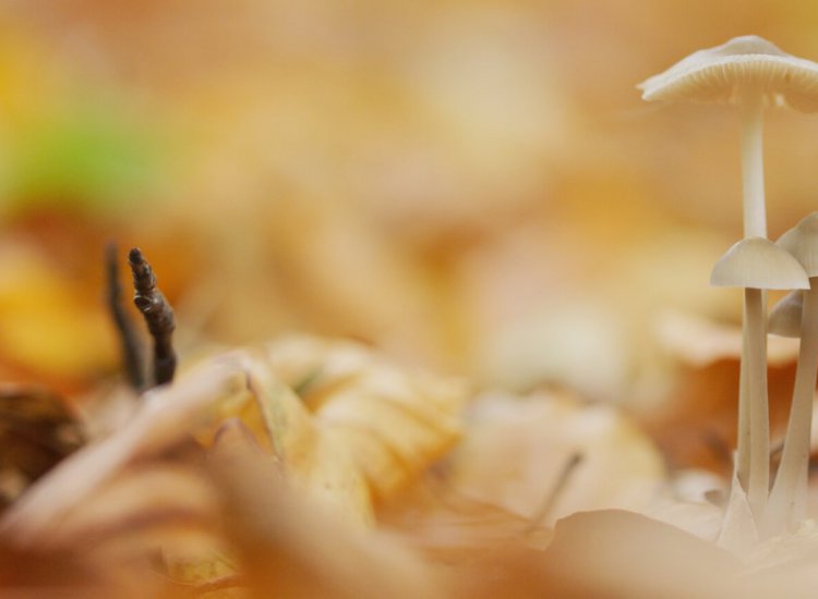 Paddestoelen in het Dennenbos