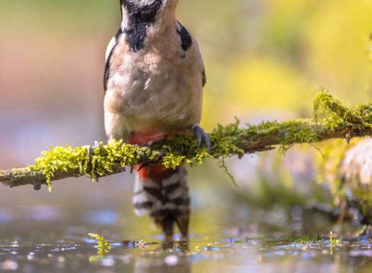 Een specht in het bos De Dennen