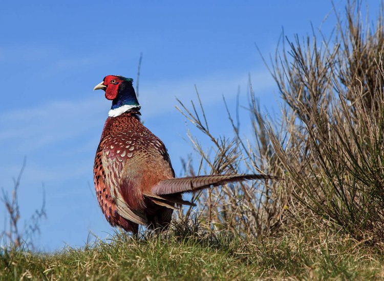 De Duinen van Texel