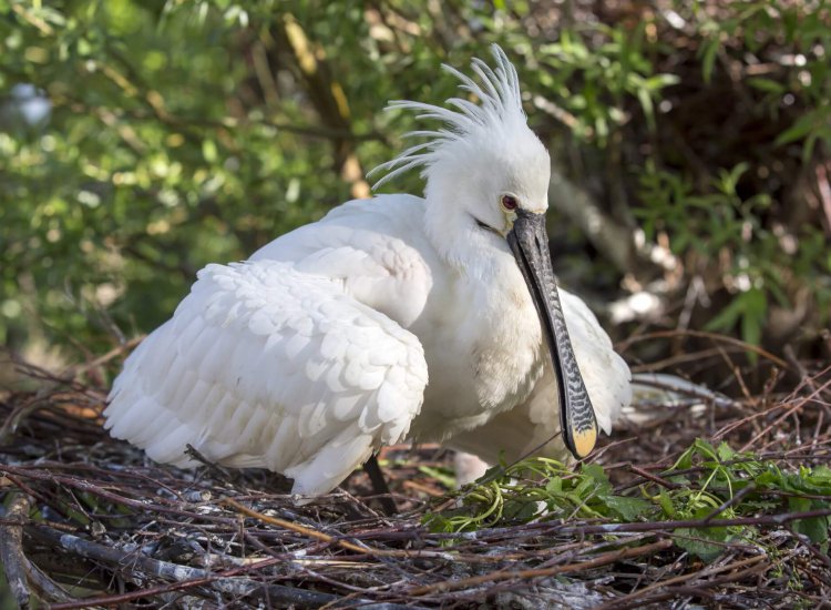 Spoonbill close-up portrait