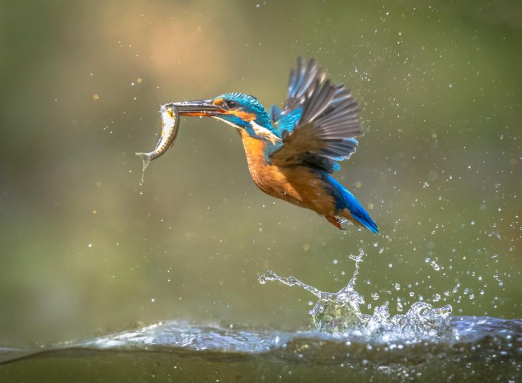 Common European Kingfisher (Alcedo atthis).  river kingfisher flying after emerging from water with caught fish prey in beak on green natural background