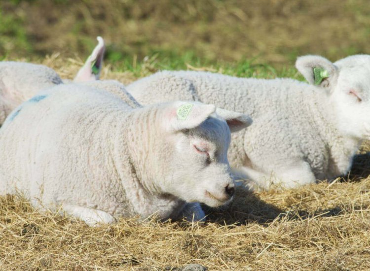 Lammetjes in de zon nabij De Hogeberg