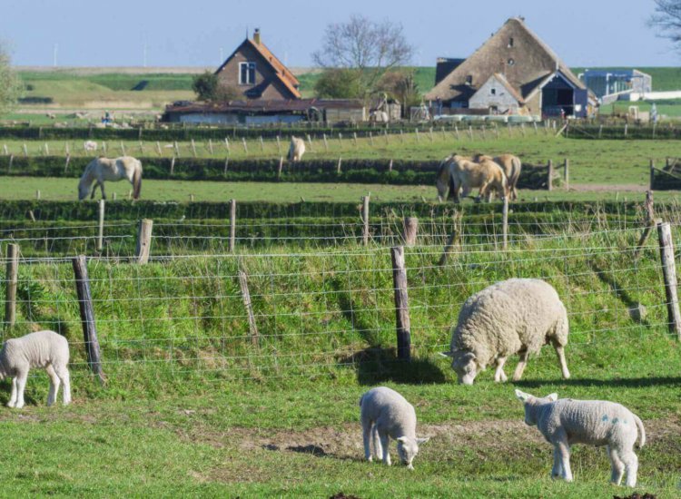 Boeren landschap op Texel met dieren, tuunwallen en boerderijen