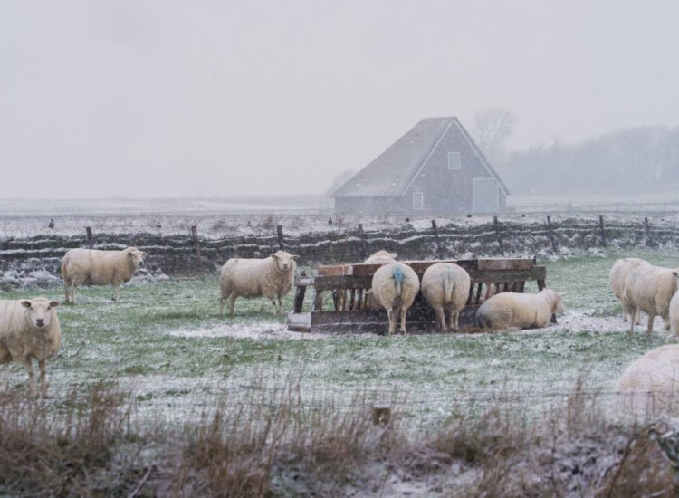 Texels winterlandschap