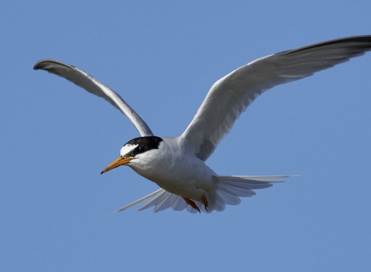 Little tern in its natural habitat in Denmark