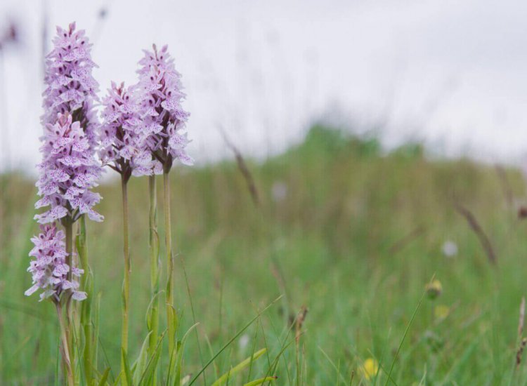 De Muy op Texel is een grote schat met vele soorten planten en dieren