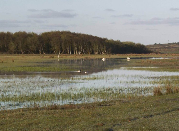 De Muy is een prachtig natuurgebied en rustplaats voor veel verschillende vogels