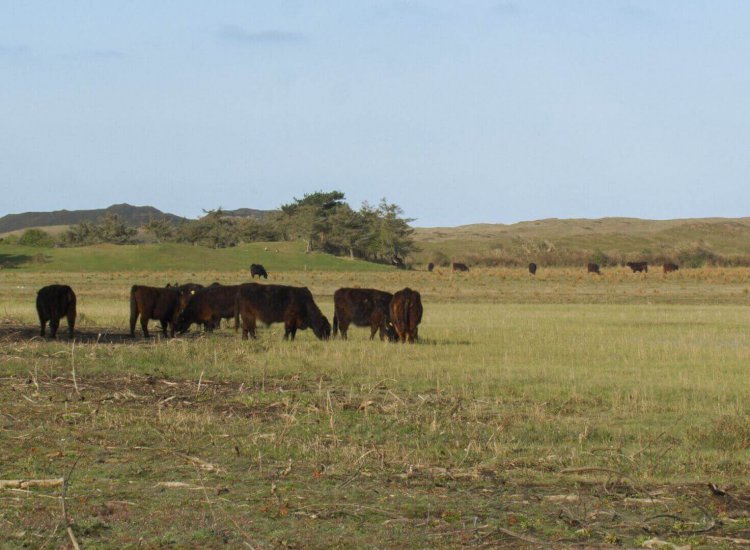 Runderen grazen in vrijheid in natuurgebied De Muy op Texel