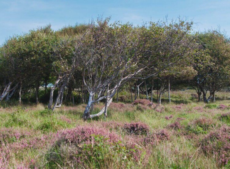 Het Bossie in natuurgebied De Muy