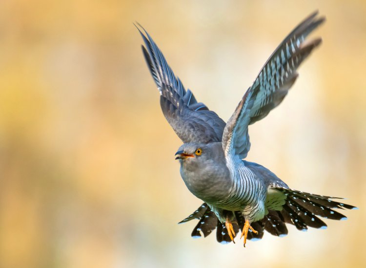 Common cuckoo (Cuculus canorus)